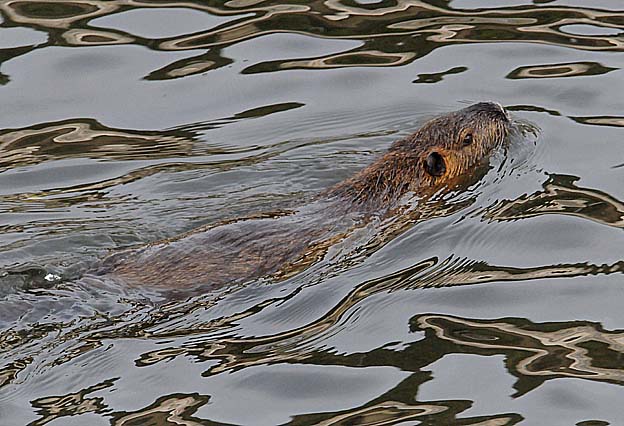 泳ぎだしたヌートリア