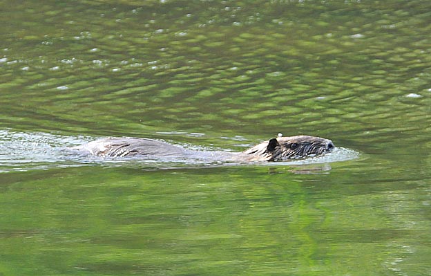 猪名川を泳ぐヌートリア