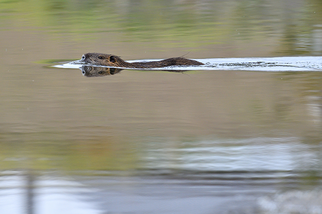 猪名川のヌートリアの写真