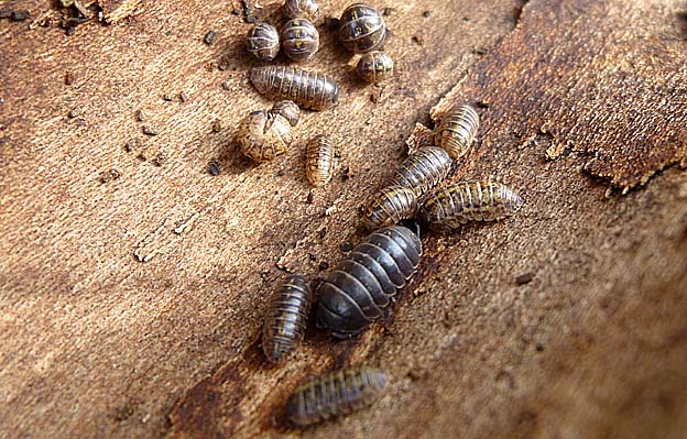 落ちた樹皮の裏で越冬するオカダンゴムシ