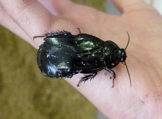 オオゴキブリの写真