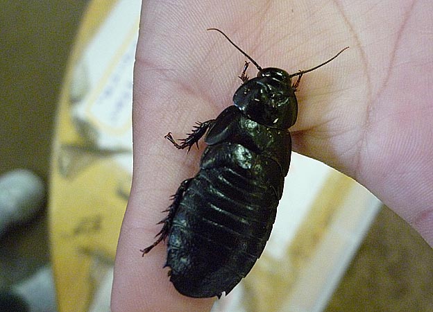 オオゴキブリの幼虫