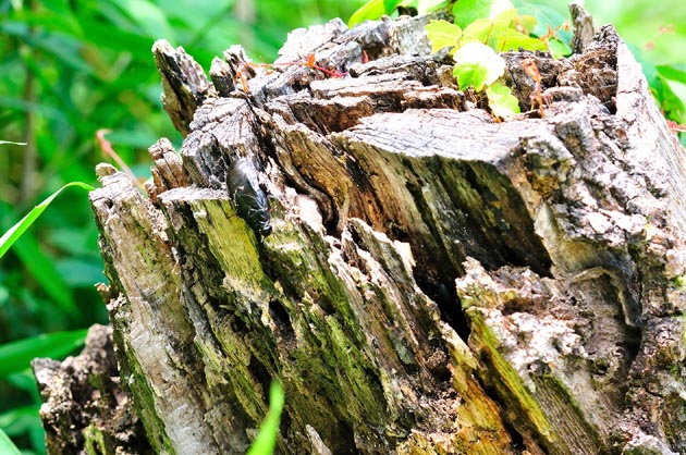 朽木の上にいたオオゴキブリ