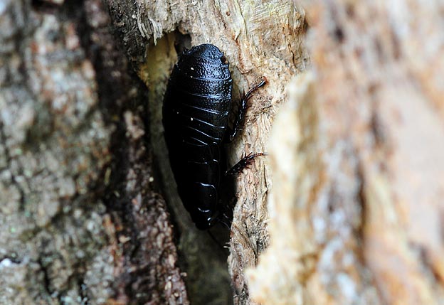 オオゴキブリの幼虫