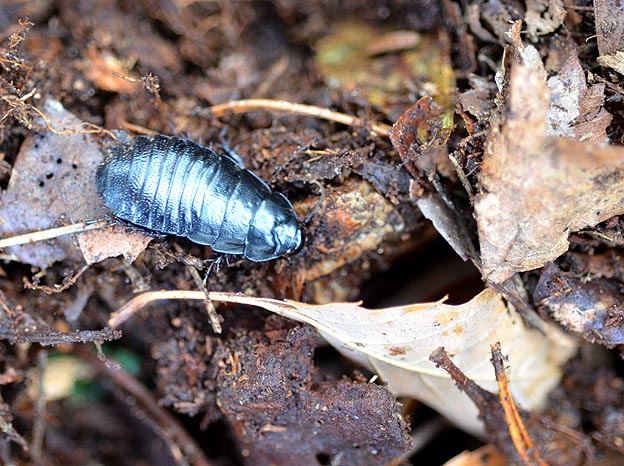 朽木の下のオオゴキブリの幼虫