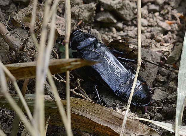 林床を歩くオオゴキブリ