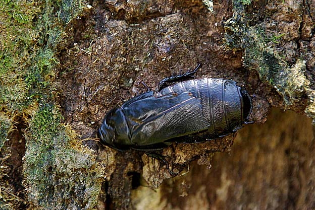 オオゴキブリの写真