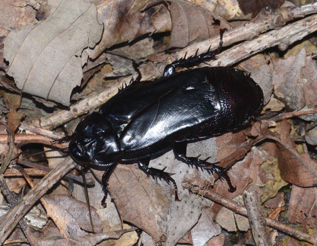 オオゴキブリの写真