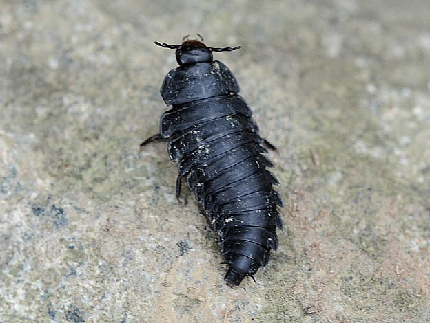 オオヒラタシデムシの幼虫