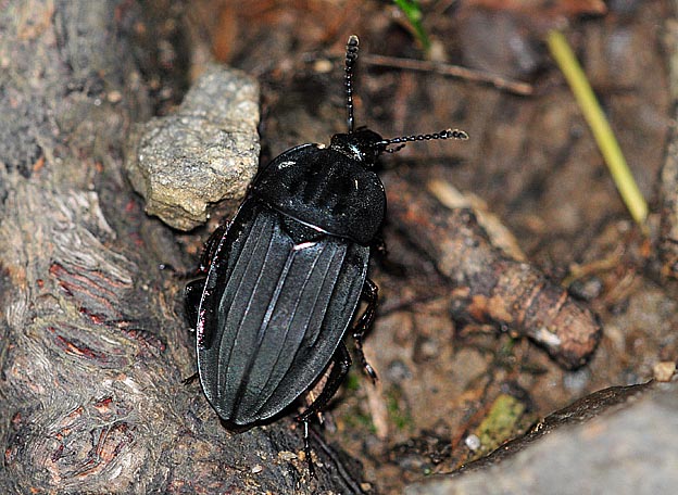 オオヒラタシデムシの写真