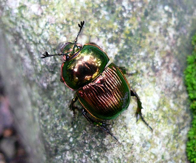 五月山のオオセンチコガネの写真