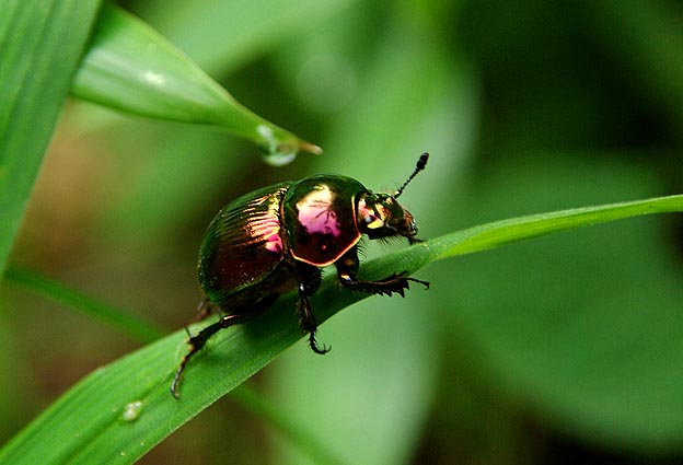 葉にとまったオオセンチコガネ