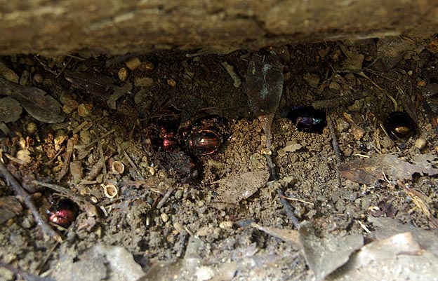 伐採木の下のオオセンチコガネとセンチコガネ