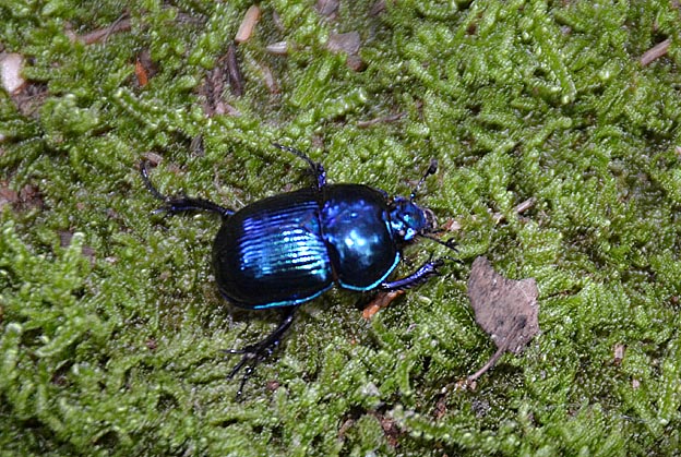 奈良公園のルリセンチコガネ