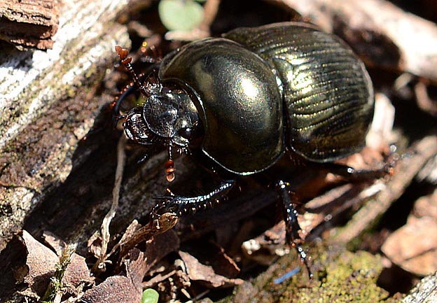 センチコガネの写真