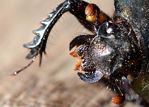 センチコガネの頭部