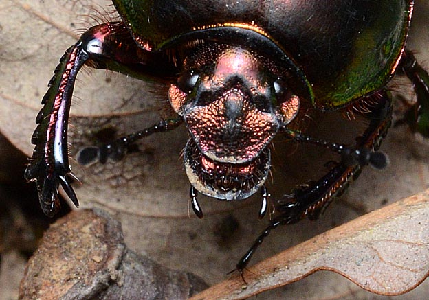 オオセンチコガネの頭部