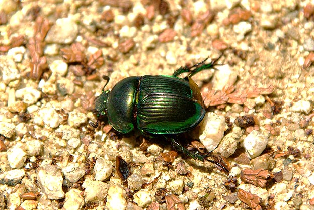 五月山のオオセンチコガネ