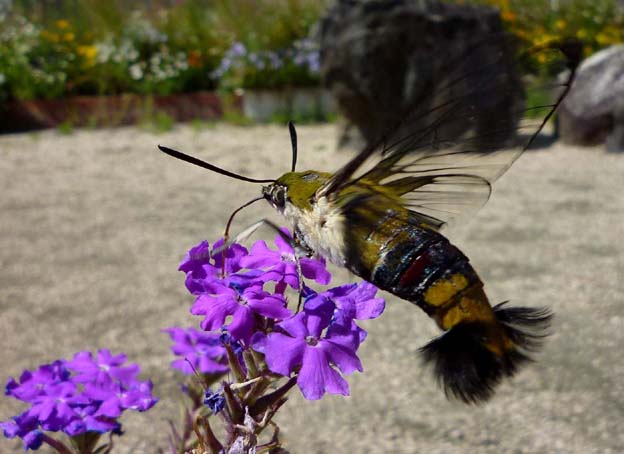 町の中でもよく見るオオスカシバ