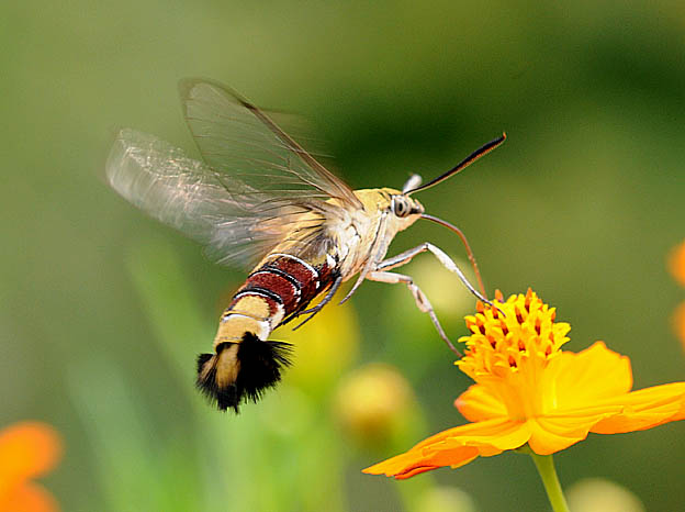 キバナコスモスで吸蜜中のオオスカシバ