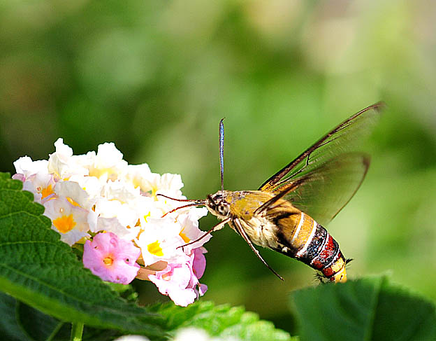 ランタナで吸蜜するオオスカシバ