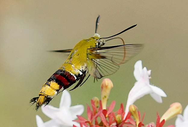 アベリアで吸蜜するオオスカシバ
