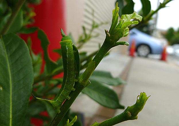 小さ目のオオスカシバの幼虫