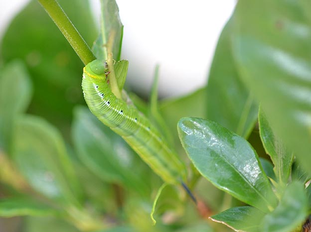オオスカシバの幼虫