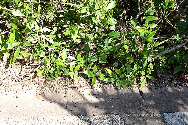 オオスカシバの散らかした糞