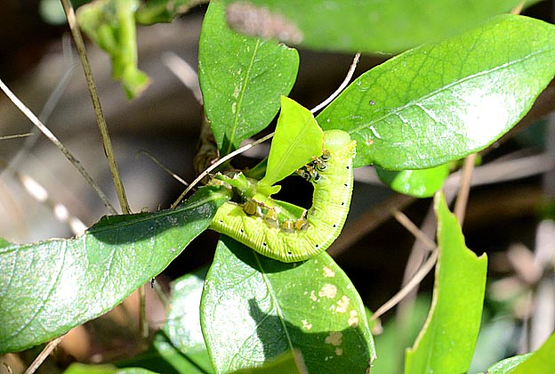 オオスカシバの若い齢幼虫