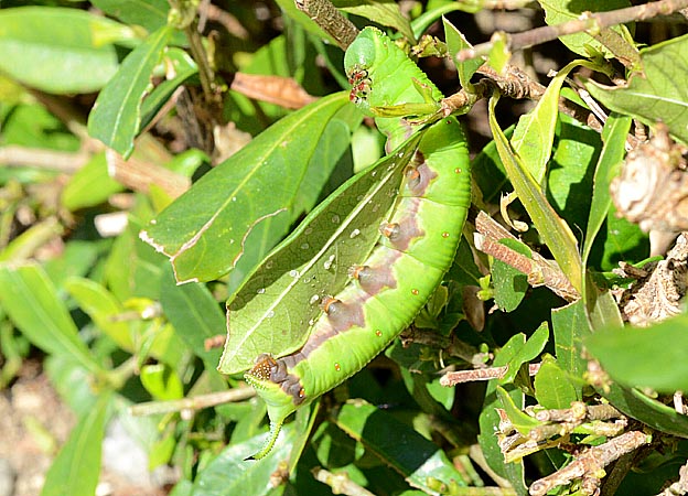 オオスカシバの終齢幼虫