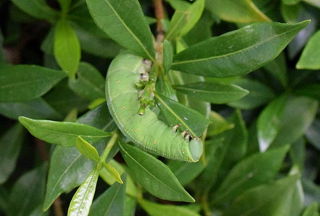 オオスカシバの幼虫の写真