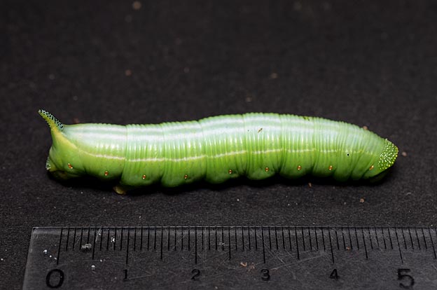 オオスカシバの幼虫の写真