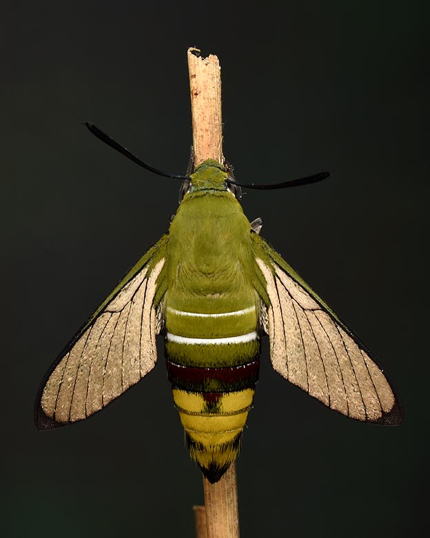 羽化直後のオオスカシバの写真