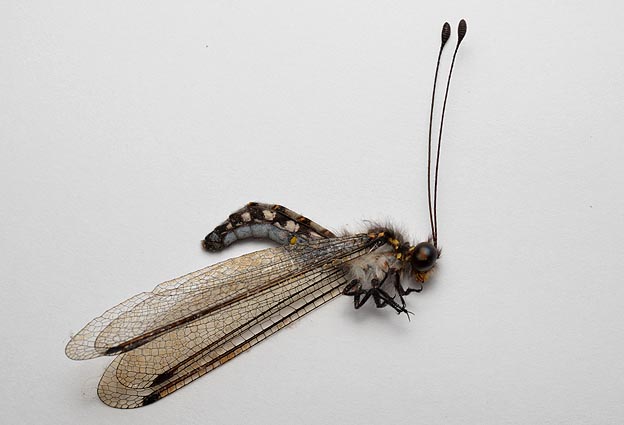 死んでいたオオツノトンボ