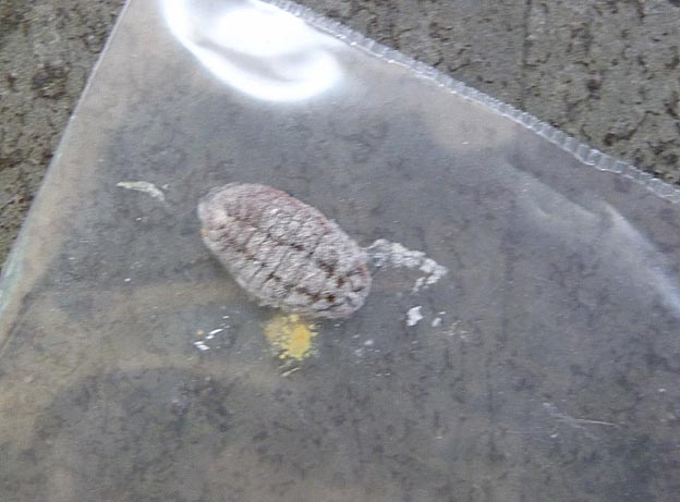 上から見たオオワラジカイガラムシのメス