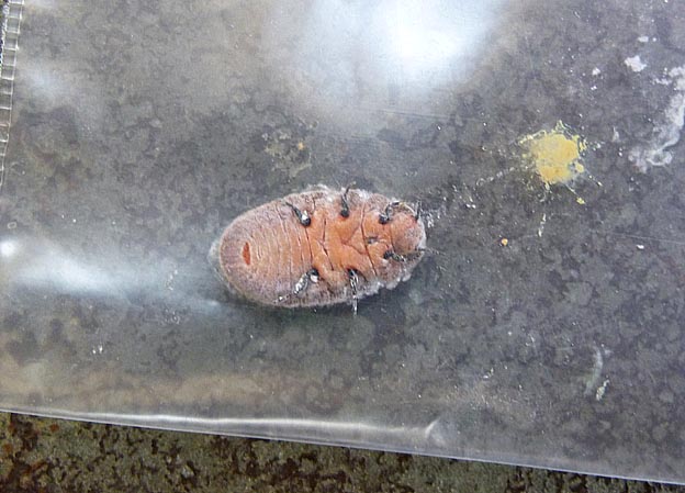 下から見たオオワラジカイガラムシのメス