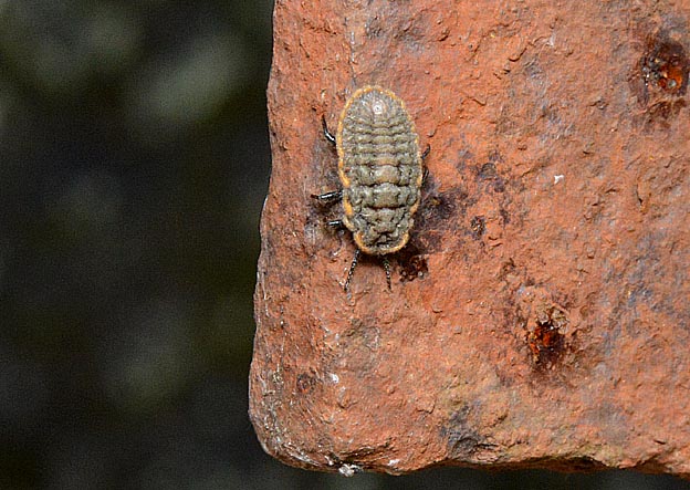 オオワラジカイガラムシのメスの成虫の写真