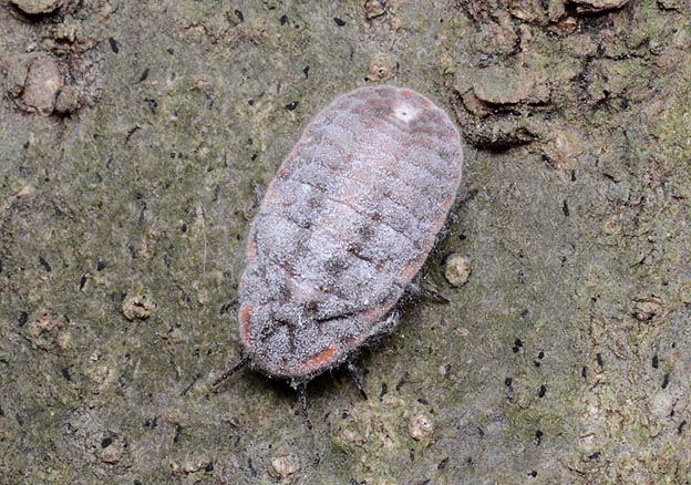 幹を歩くオオワラジカイガラムシ