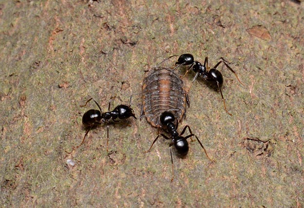 オオワラジカイガラムシに来たクロクサアリ