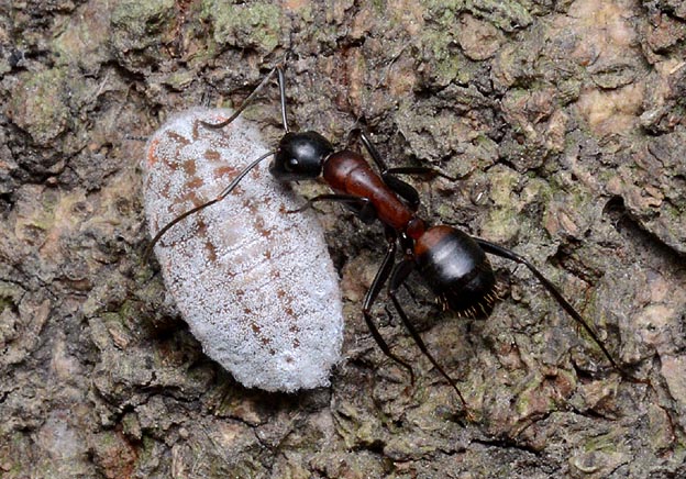 オオワラジカイガラムシに来たムネアカオオアリ