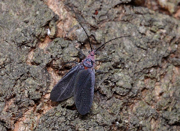 オオワラジカイガラムシのオスの成虫