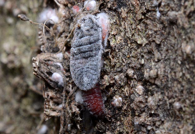 オオワラジカイガラムシの産卵…？