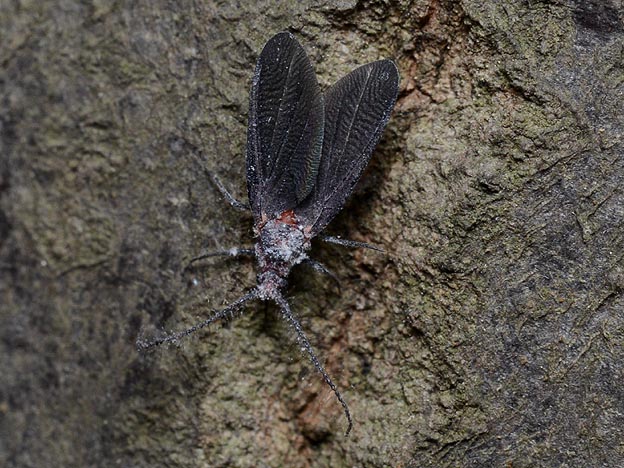 オオワラジカイガラムシのオス