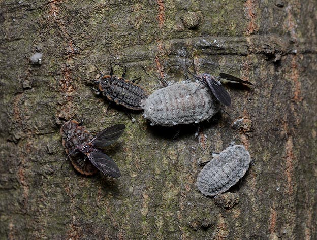 交尾をしようとするオオワラジカイガラムシのオス