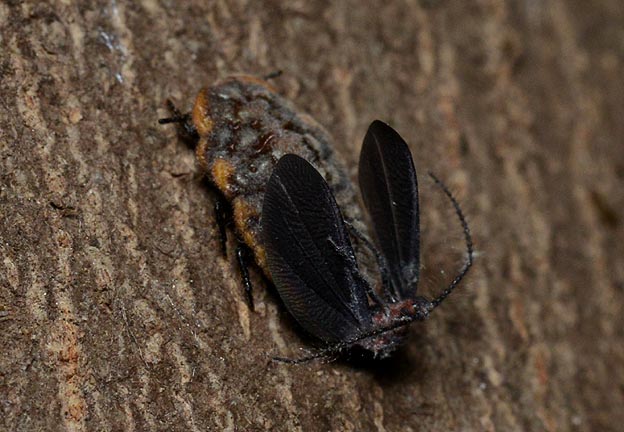 交尾中のオオワラジカイガラムシ