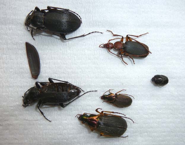 トラップにかかったオサムシやゴミムシ