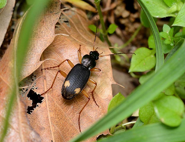 アトボシアオゴミムシの写真