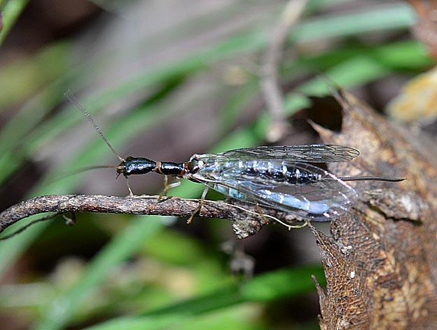 ラクダムシの写真