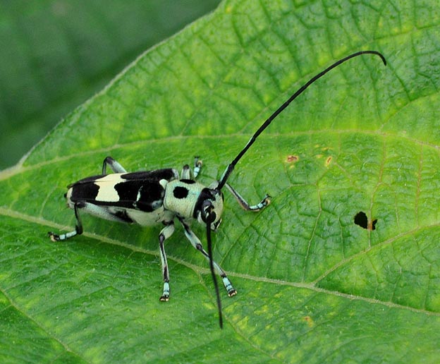 ラミーカミキリの写真
